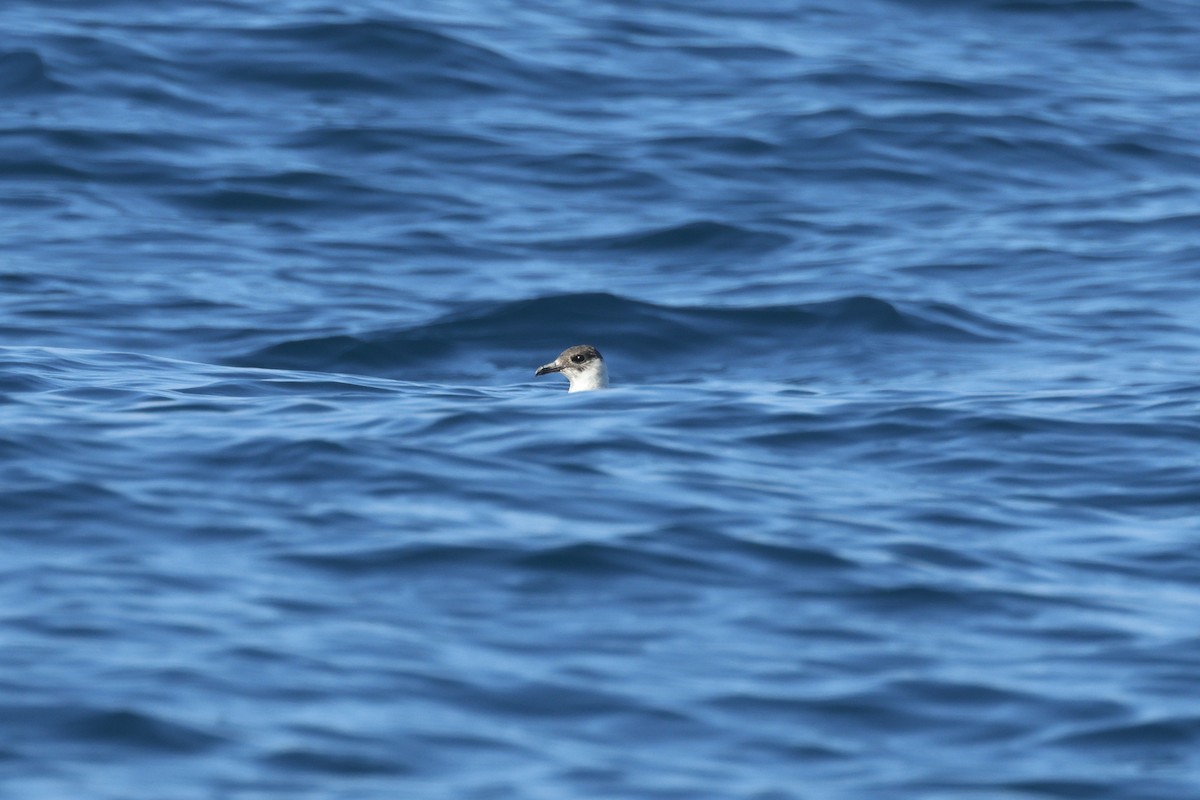 Parasitic Jaeger - ML647272166