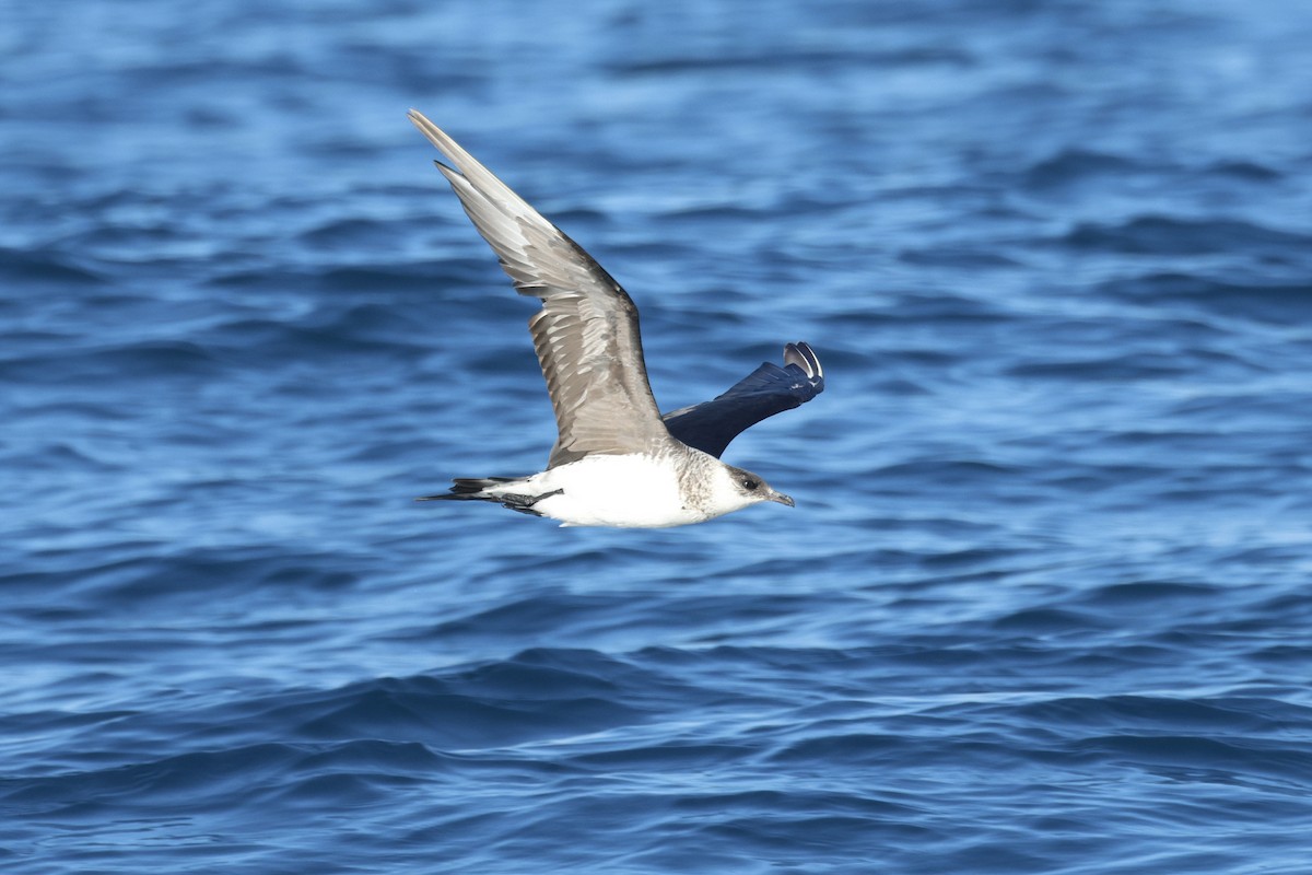 Parasitic Jaeger - ML647272167