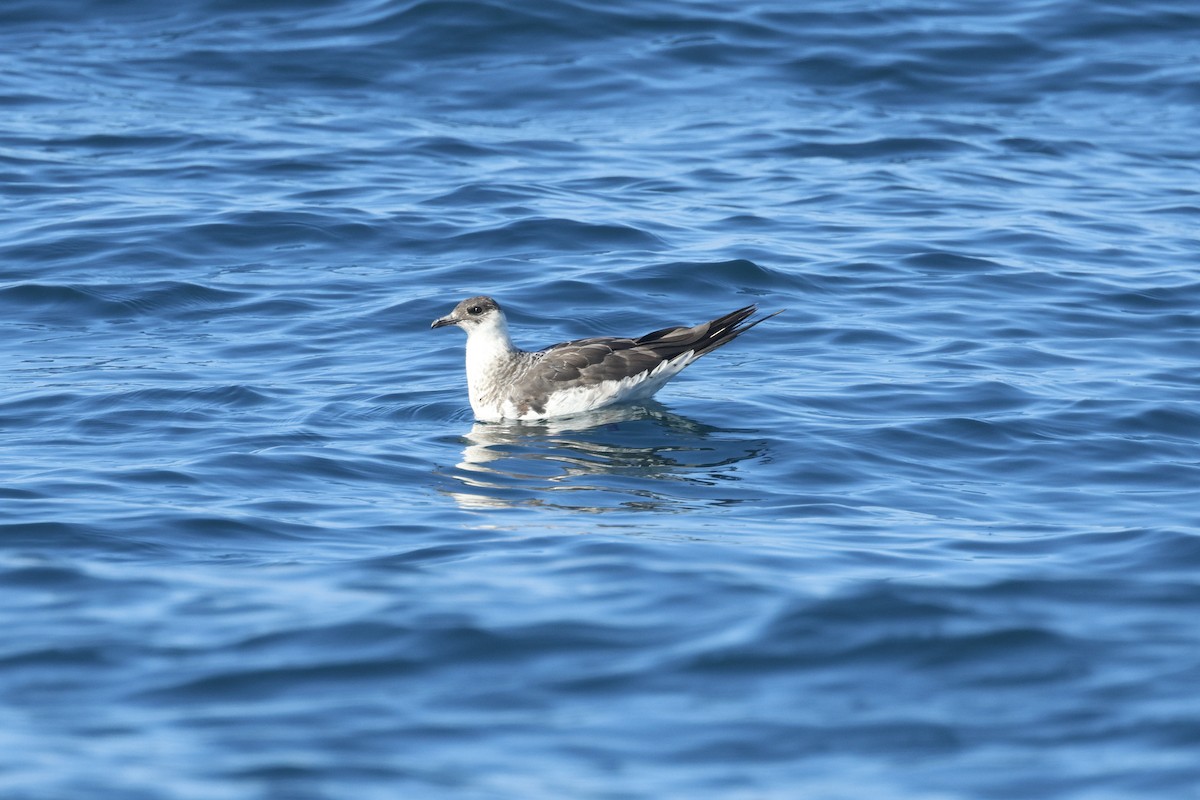 Parasitic Jaeger - ML647272168