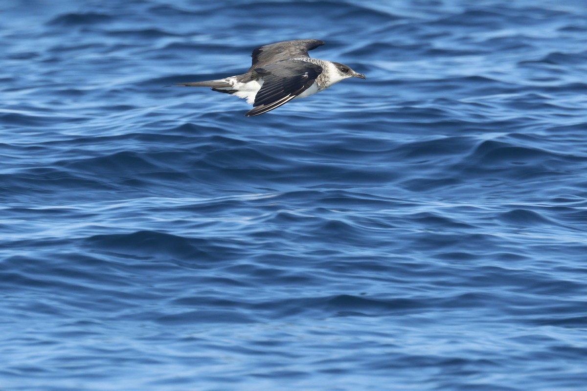 Parasitic Jaeger - ML647272169