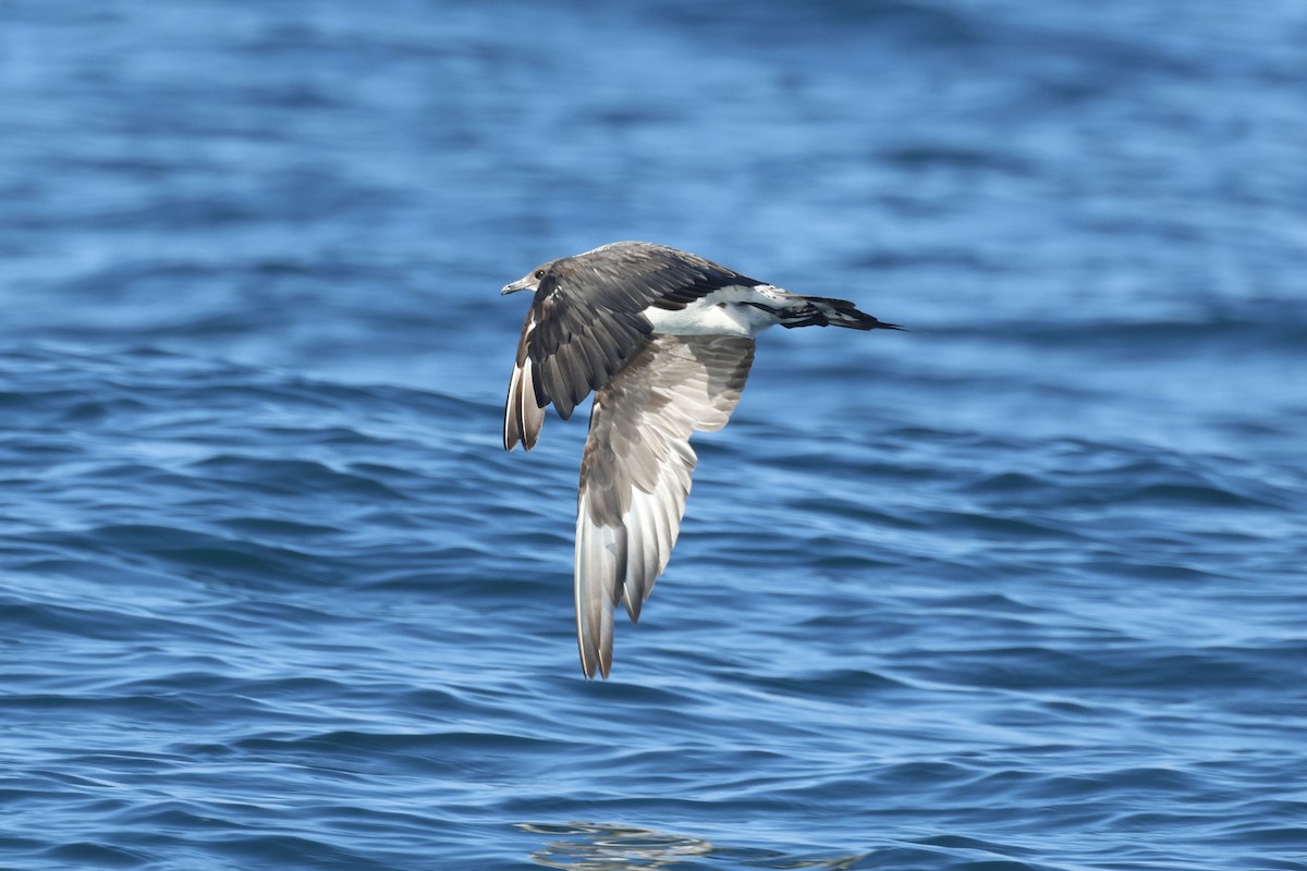 Parasitic Jaeger - ML647272170