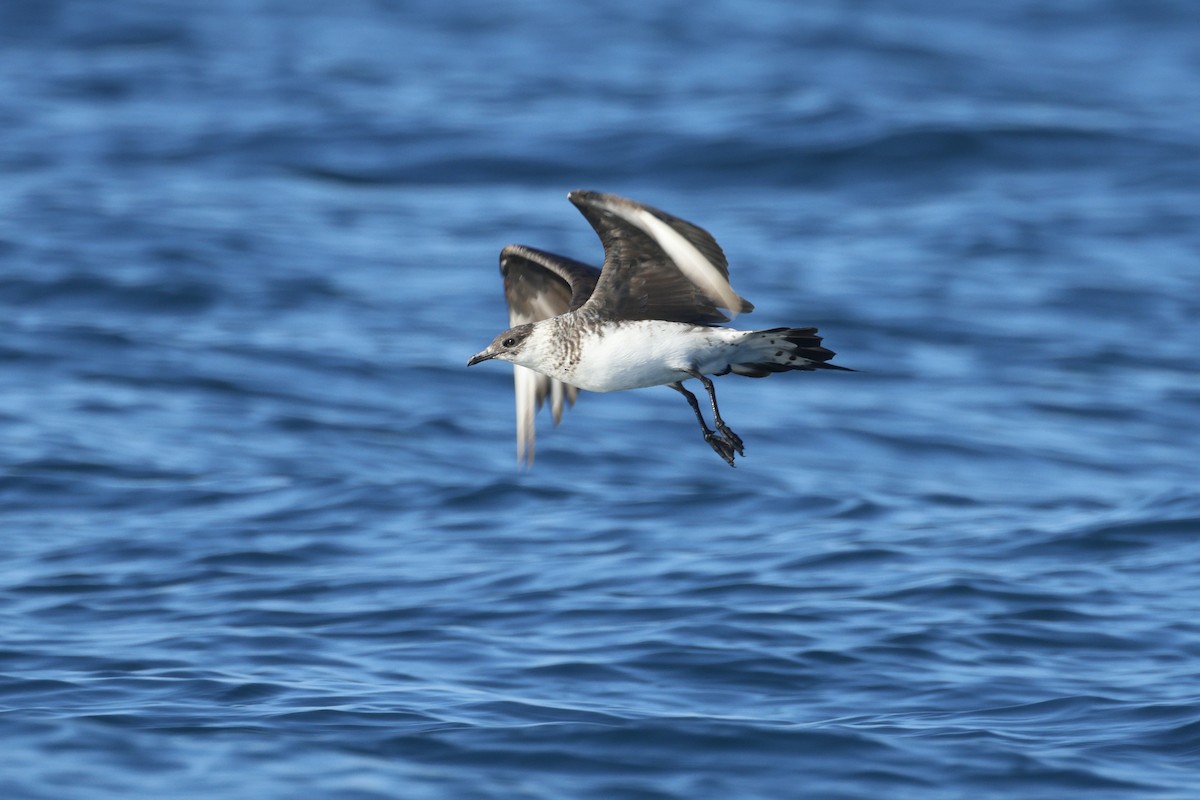 Parasitic Jaeger - ML647272171