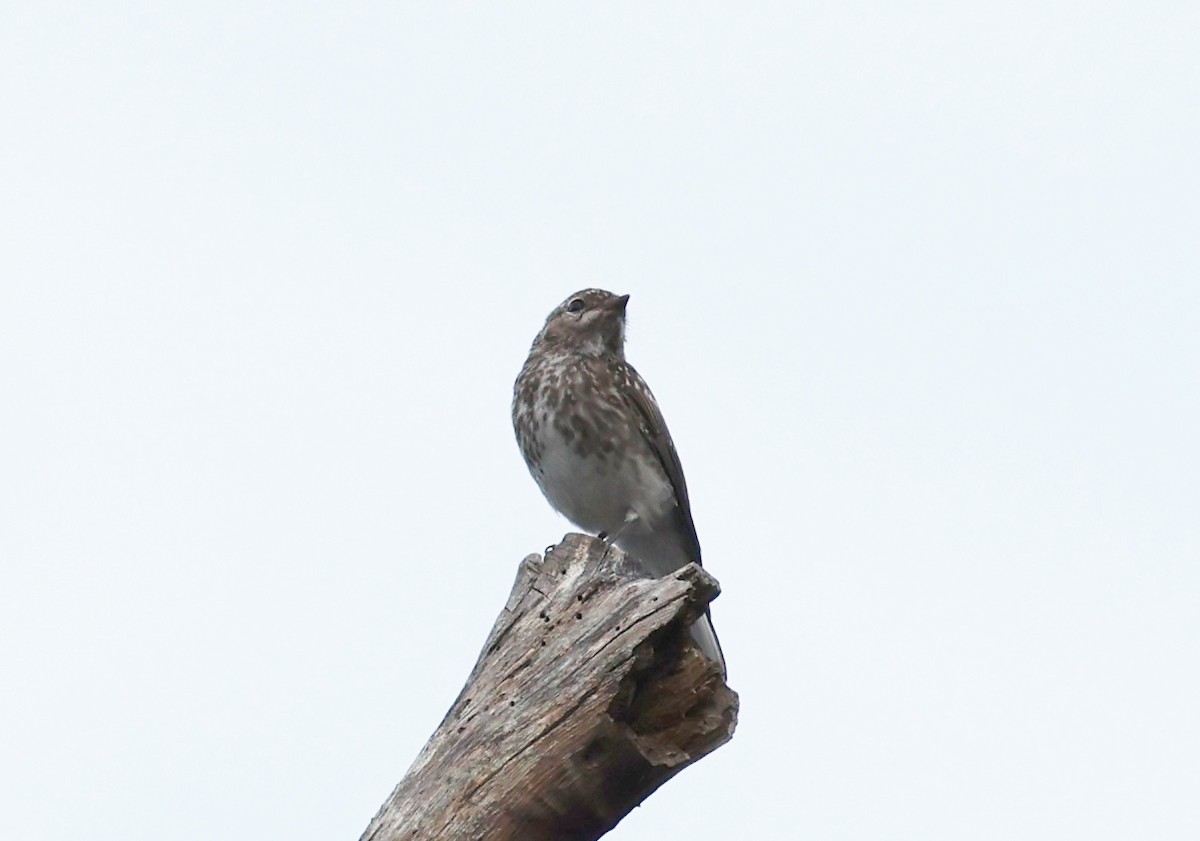 lejsčík šedohnědý - ML647272174