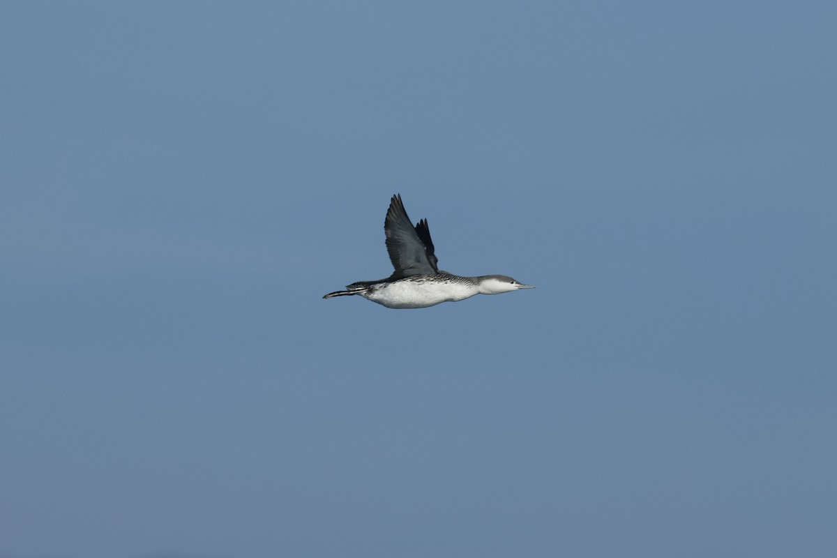 Red-throated Loon - ML647272178