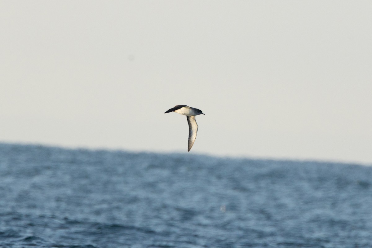Black-vented Shearwater - ML647272181