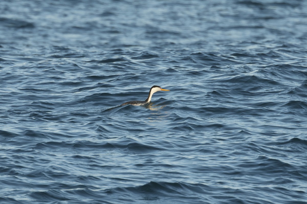 Clark's Grebe - ML647272190