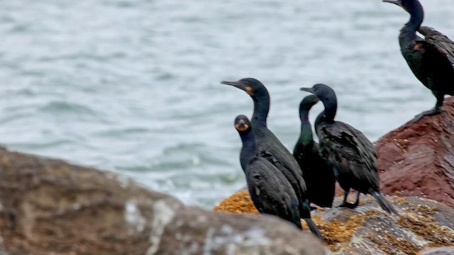 Баклан синьогорлий - ML647272200