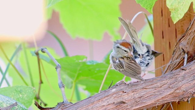 Карнатка білоброва - ML647272215