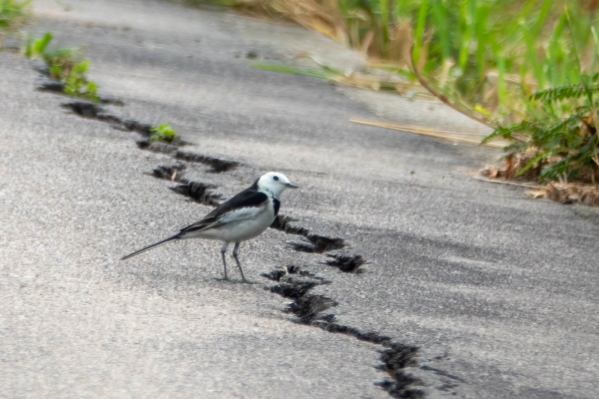 White Wagtail - ML647272221