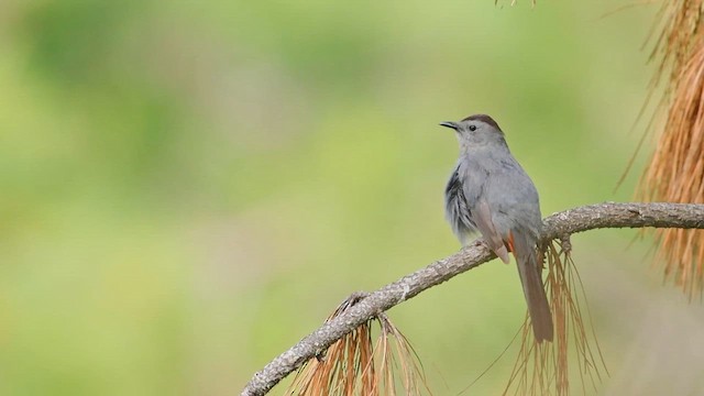 Пересмішник сірий - ML647272246