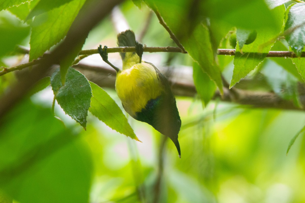 Collared Sunbird - ML647272247