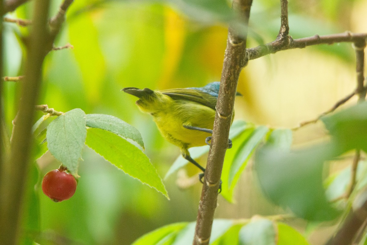 Collared Sunbird - ML647272248