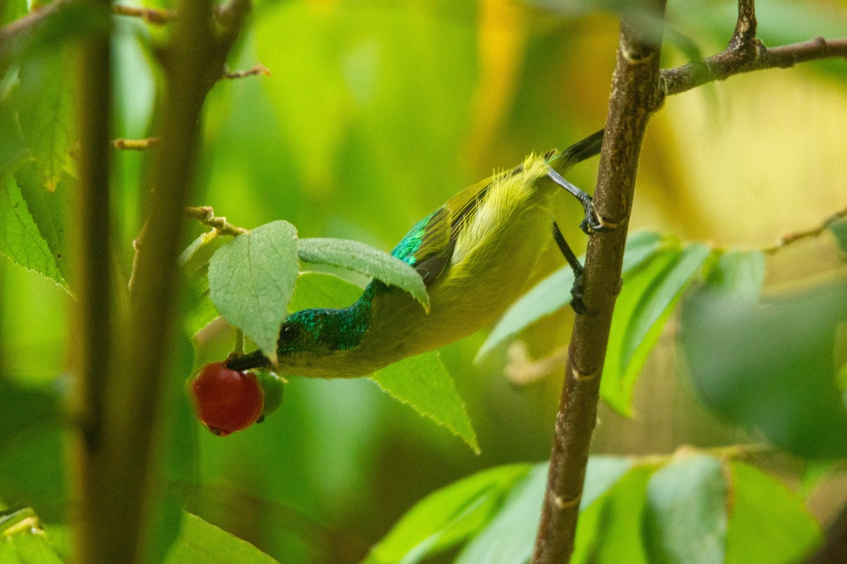 Collared Sunbird - ML647272249