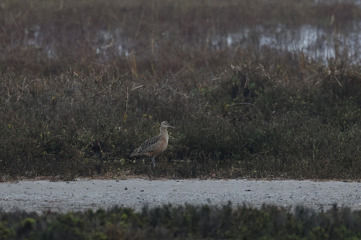 Кульон американський - ML647272265