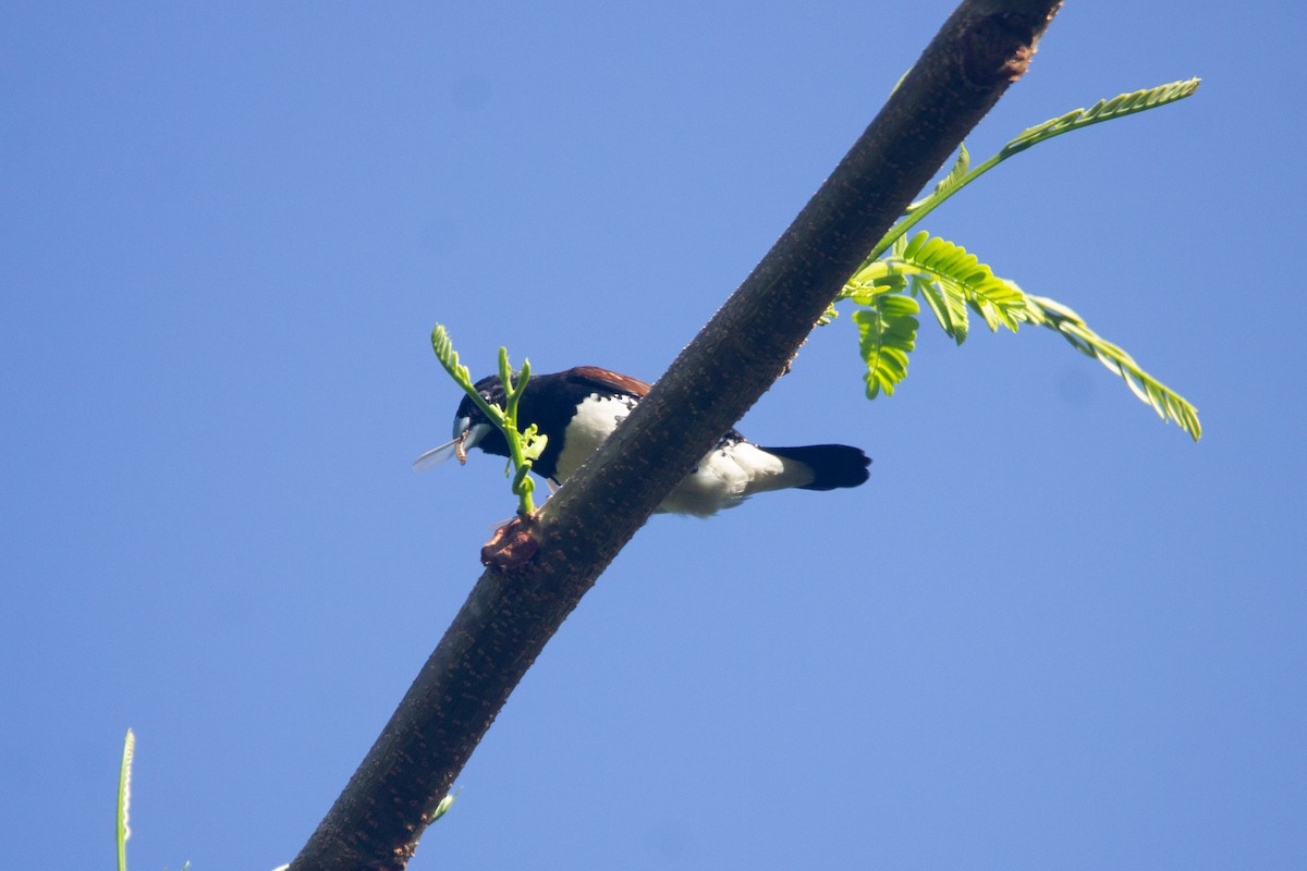 Чёрно-белая муния (nigriceps/woltersi) - ML647272268