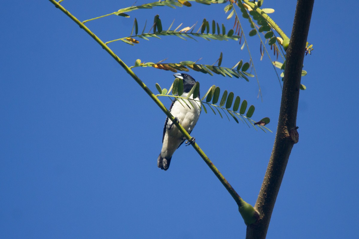 Чёрно-белая муния (nigriceps/woltersi) - ML647272269