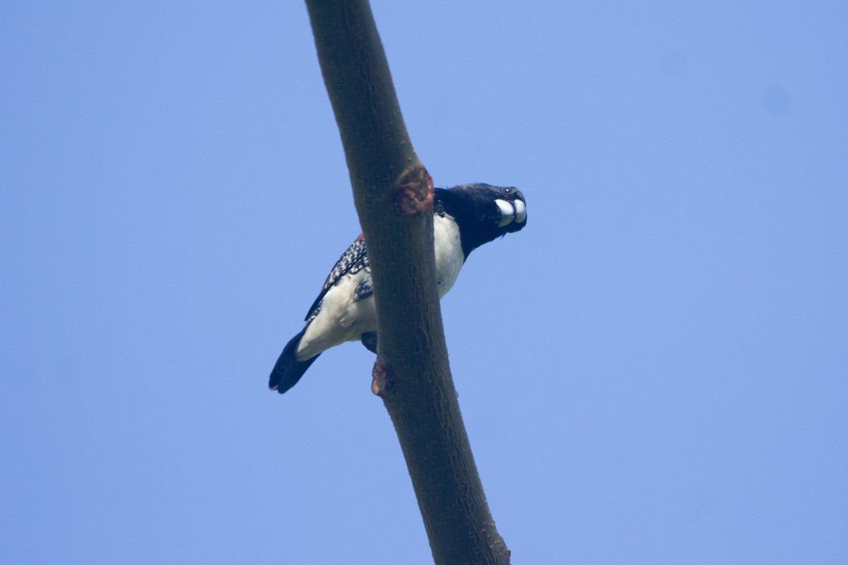 Чёрно-белая муния (nigriceps/woltersi) - ML647272270