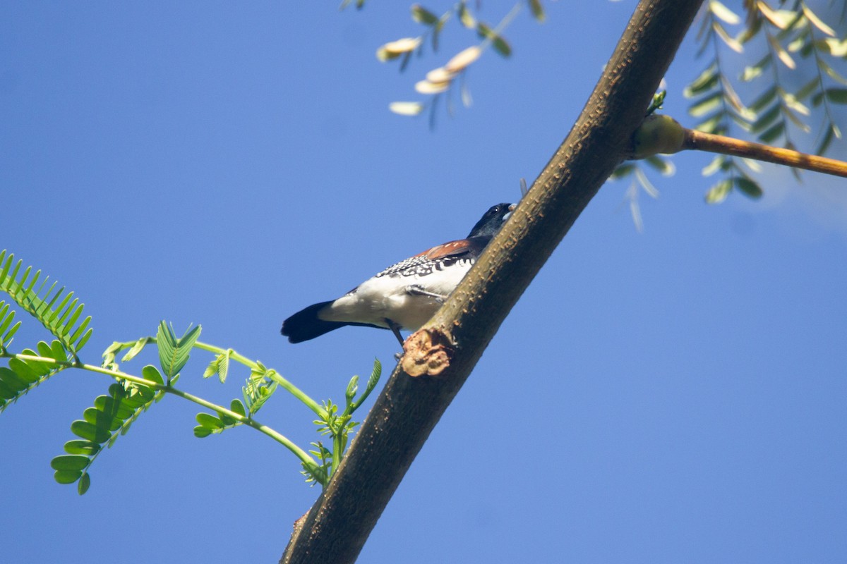 Чёрно-белая муния (nigriceps/woltersi) - ML647272271