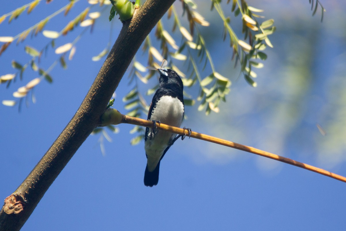 Чёрно-белая муния (nigriceps/woltersi) - ML647272272