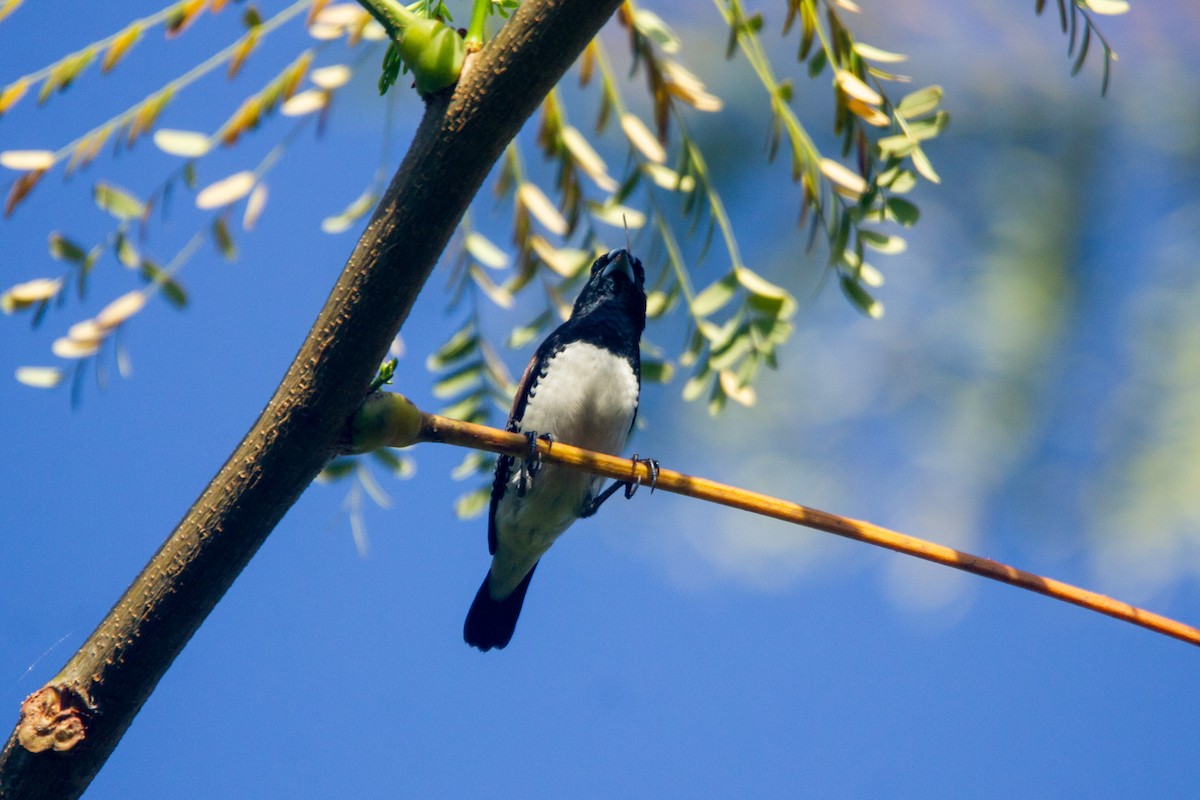 Чёрно-белая муния (nigriceps/woltersi) - ML647272273