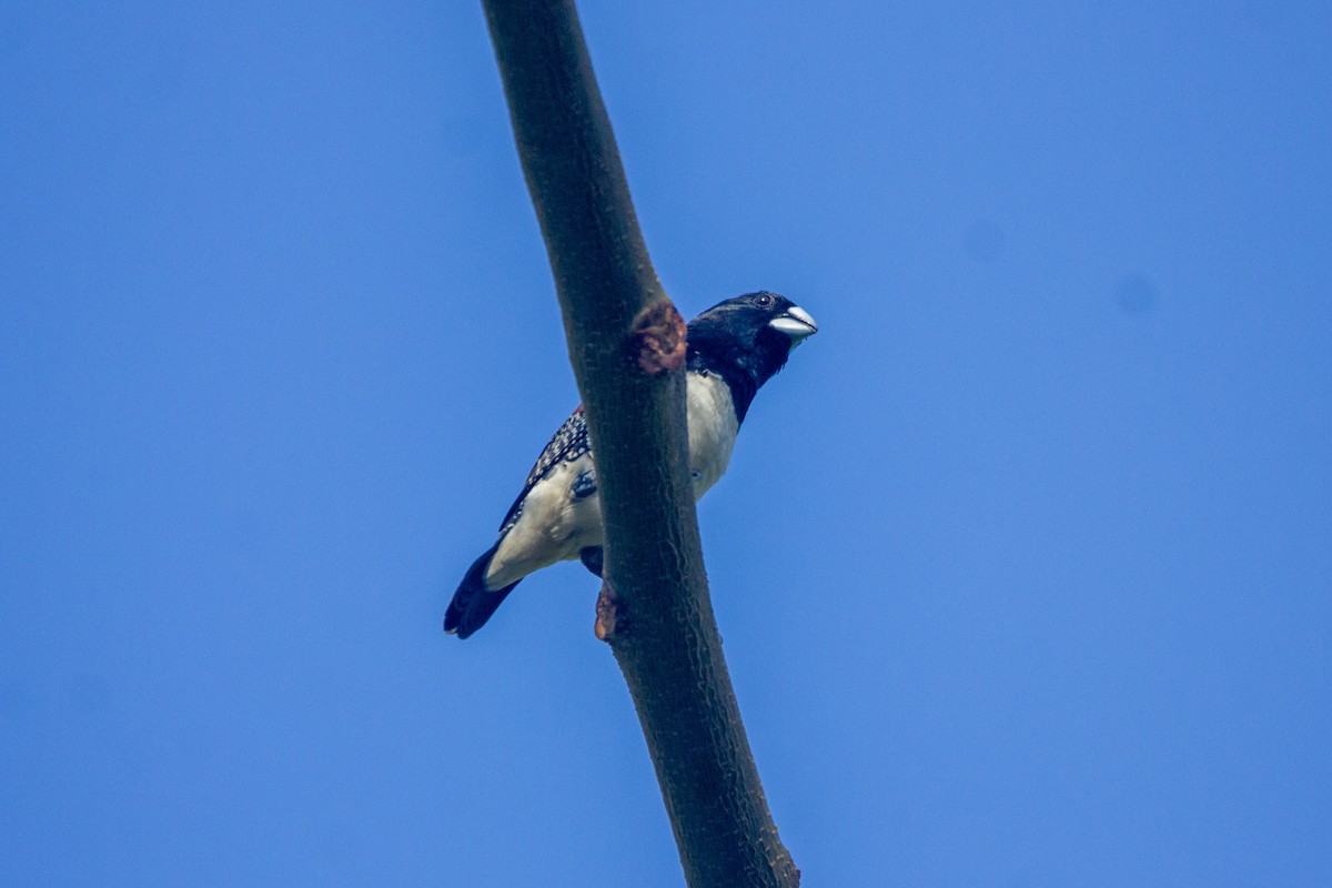 Чёрно-белая муния (nigriceps/woltersi) - ML647272274