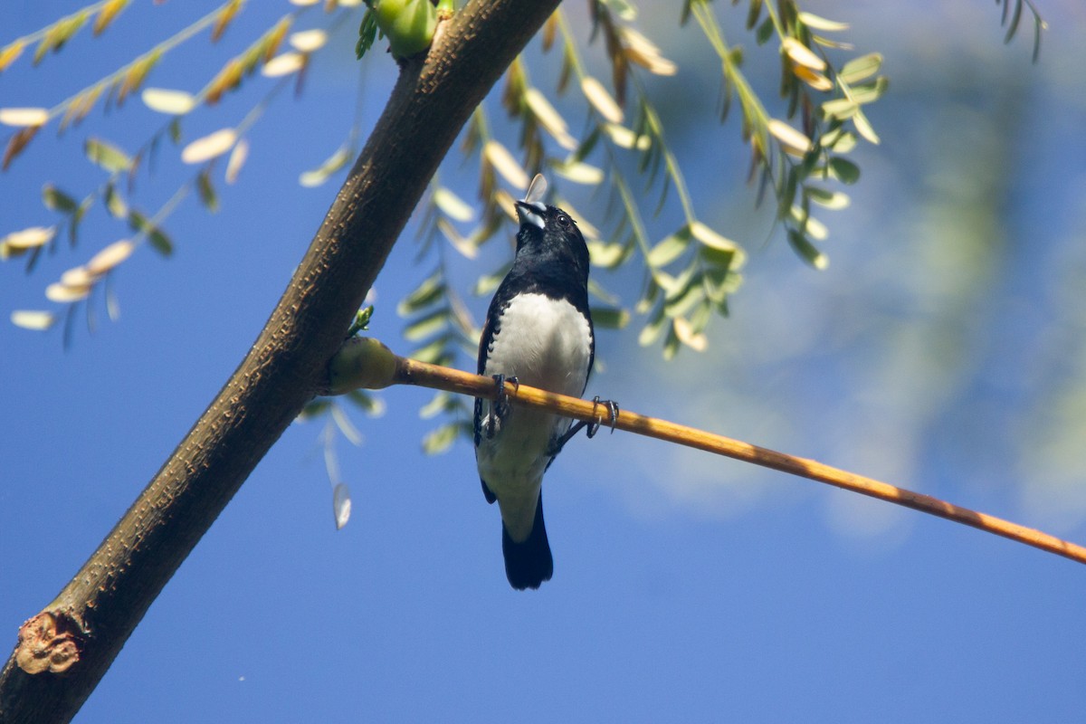 Чёрно-белая муния (nigriceps/woltersi) - ML647272275