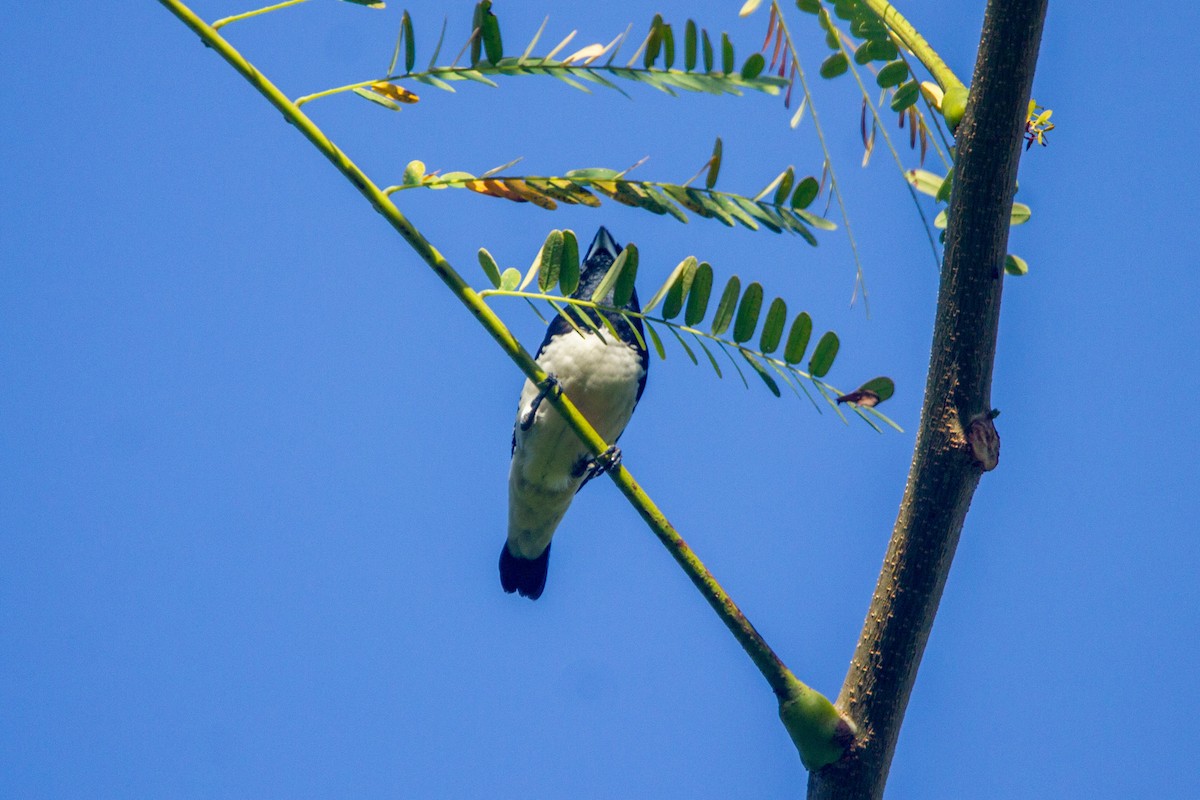 Чёрно-белая муния (nigriceps/woltersi) - ML647272276
