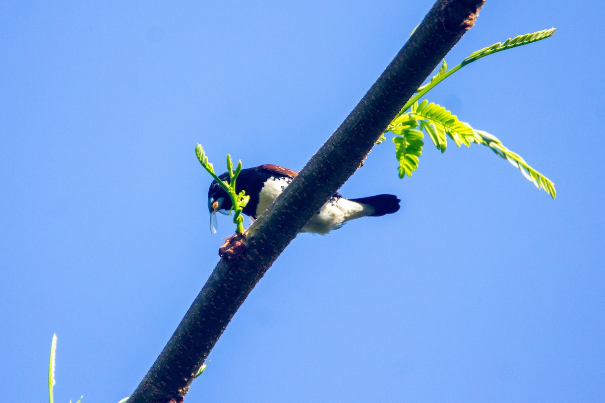 Чёрно-белая муния (nigriceps/woltersi) - ML647272277