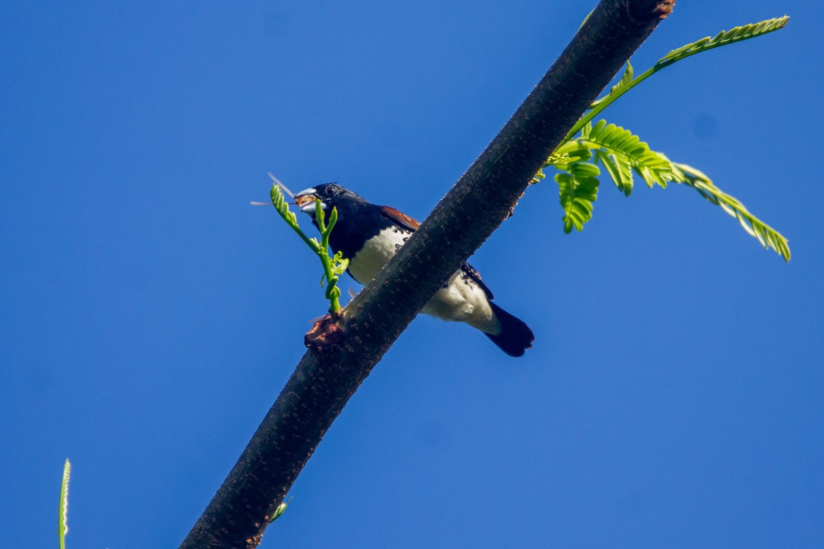 Чёрно-белая муния (nigriceps/woltersi) - ML647272278