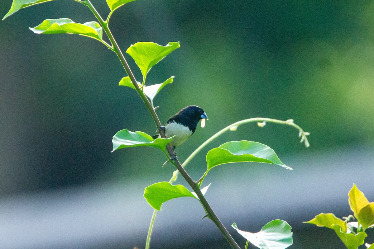 Чёрно-белая муния (nigriceps/woltersi) - ML647272279