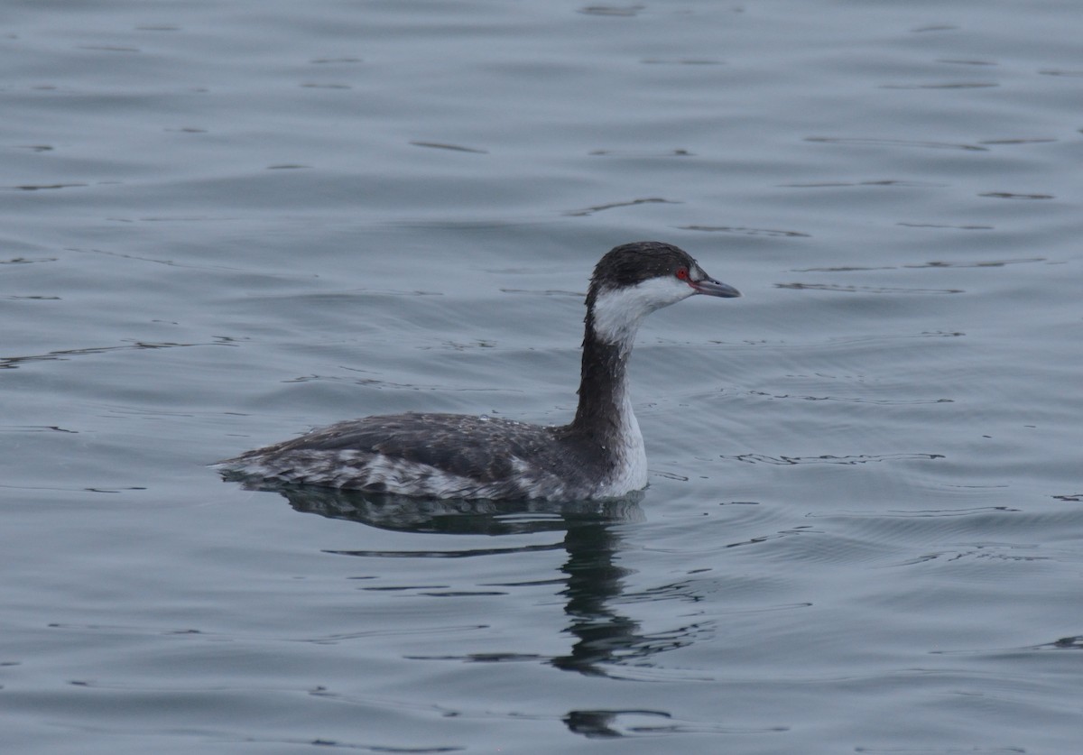 Horned Grebe - ML647272280