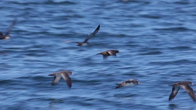 Буревісник світлоногий - ML647272282