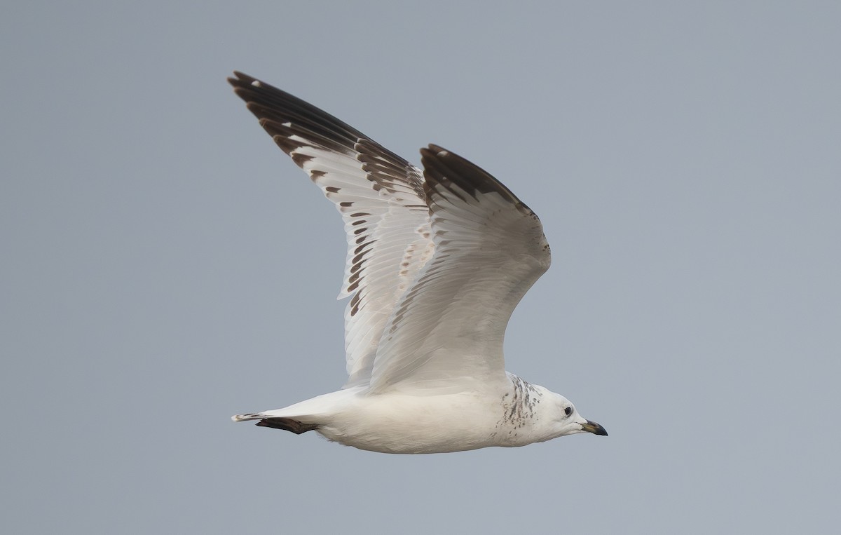 racek reliktní - ML647272285