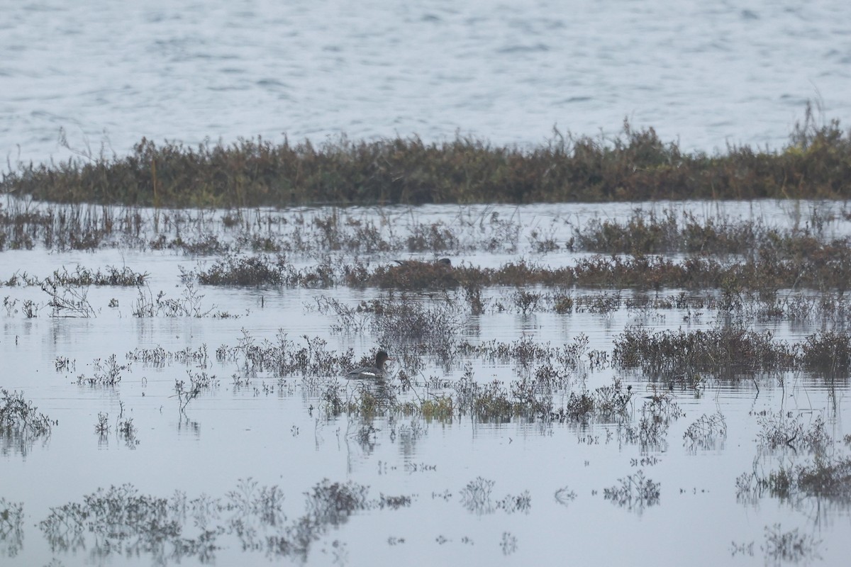 Serreta Mediana - ML647272286