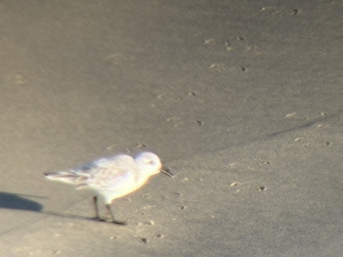 Sanderling - ML647272287