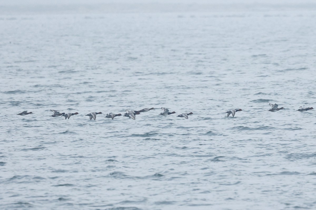 Redhead - ML647272288