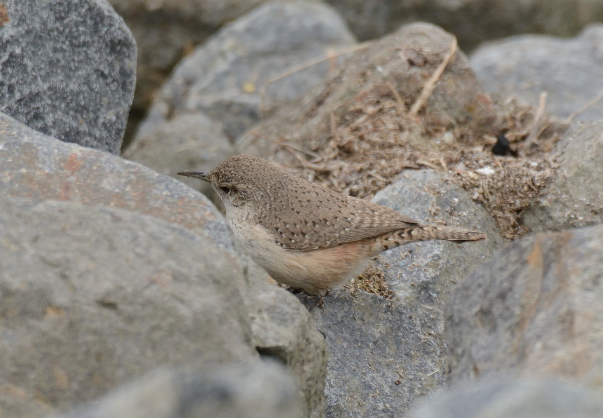 Rock Wren - ML647272289