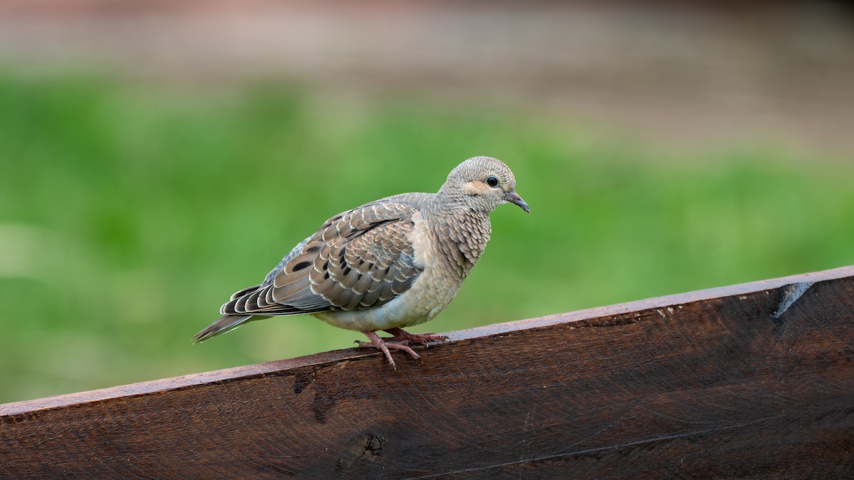 holoubek pikui - ML647272290