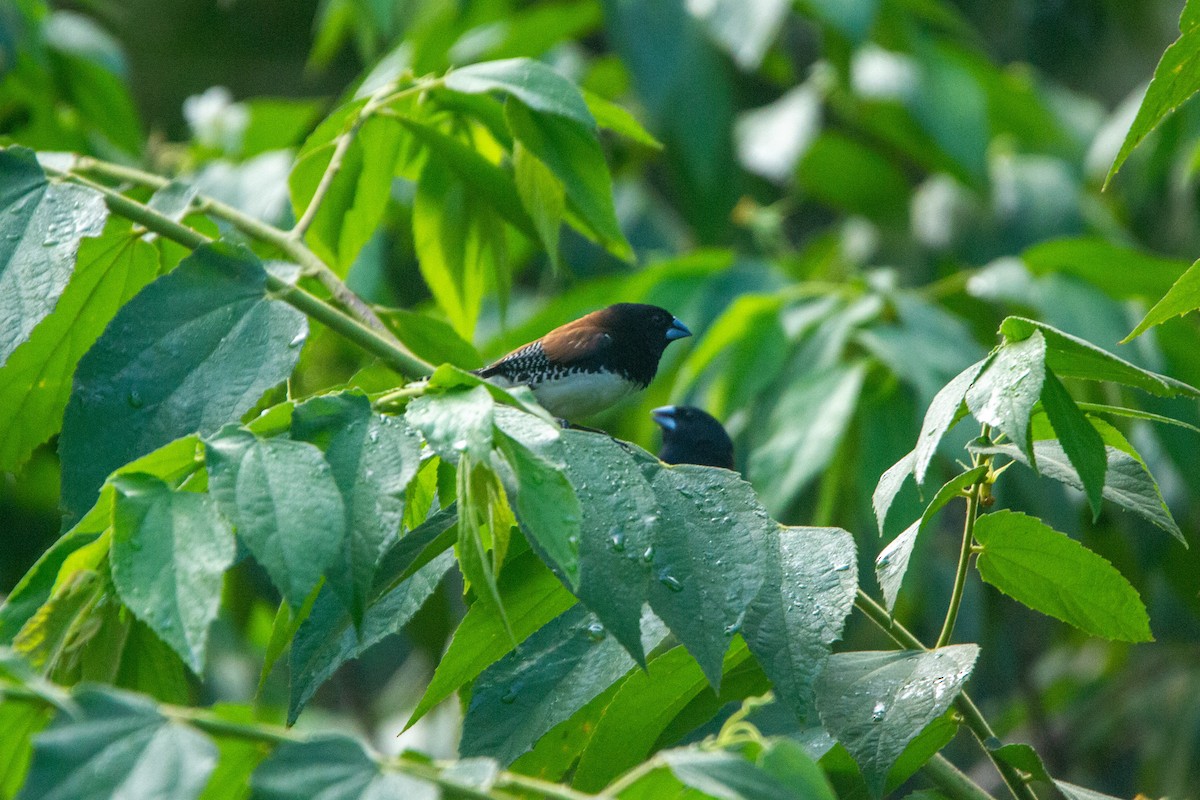 Чёрно-белая муния (nigriceps/woltersi) - ML647272296