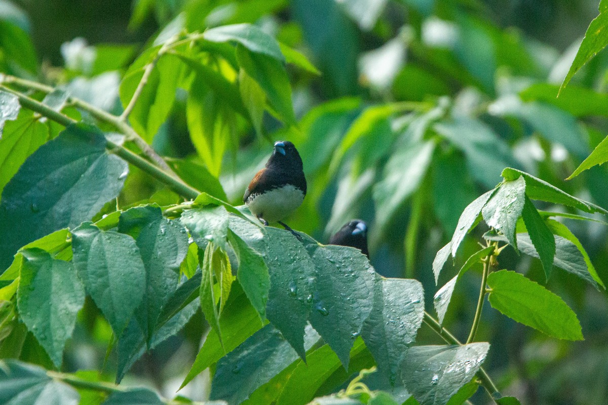 Чёрно-белая муния (nigriceps/woltersi) - ML647272297