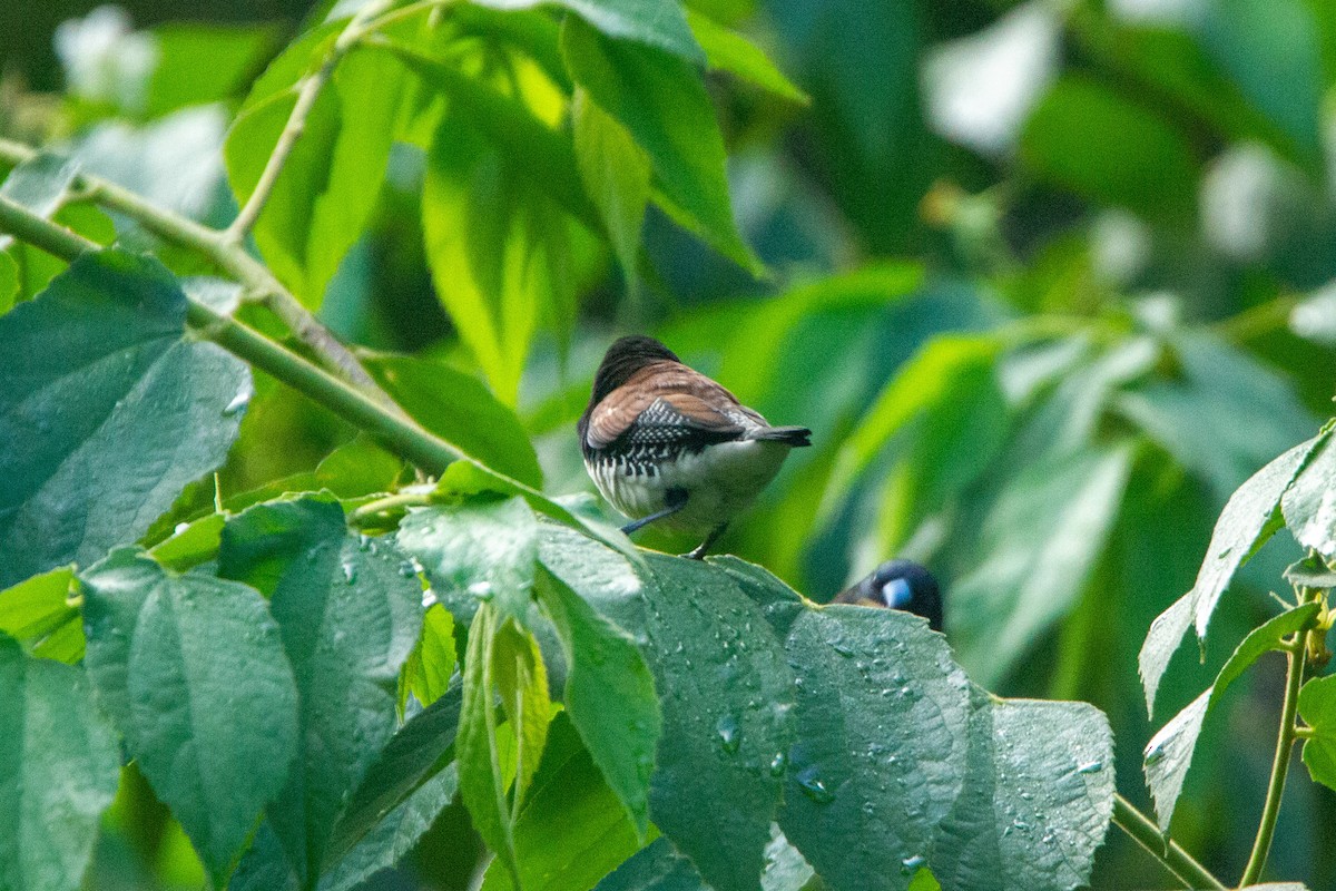 Чёрно-белая муния (nigriceps/woltersi) - ML647272298