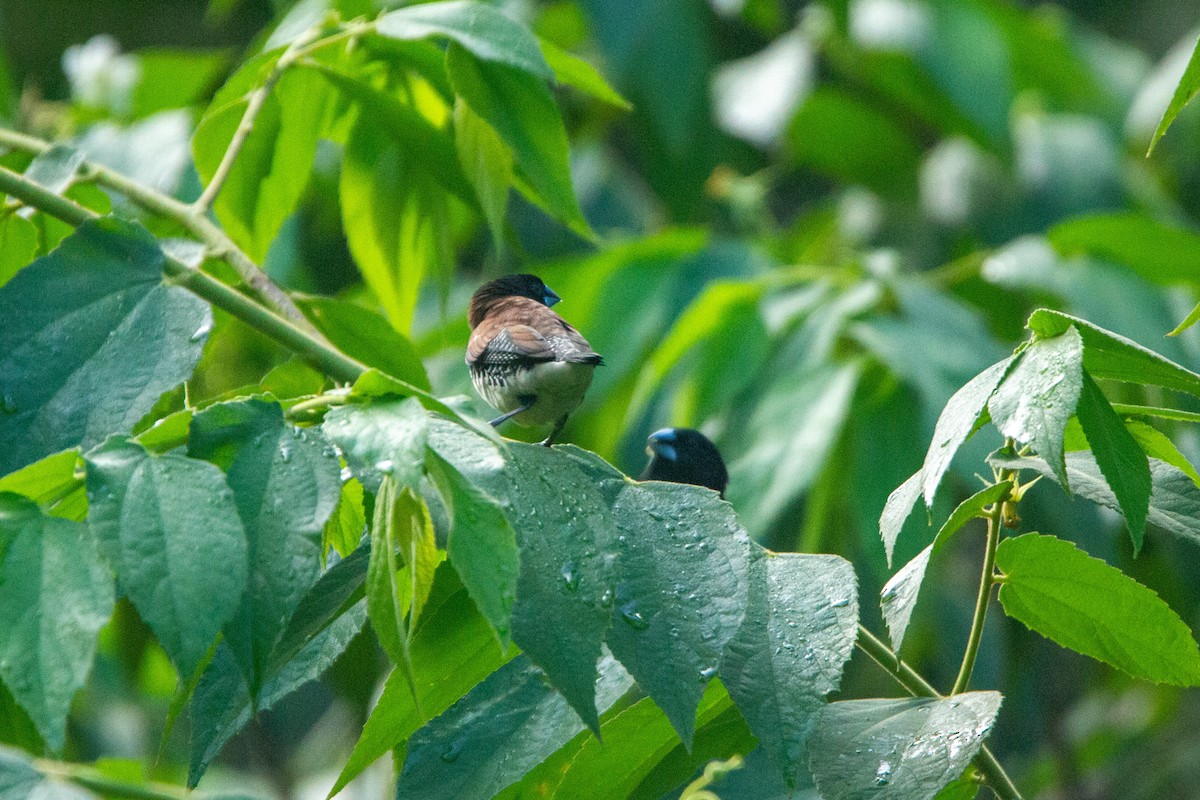 Чёрно-белая муния (nigriceps/woltersi) - ML647272299