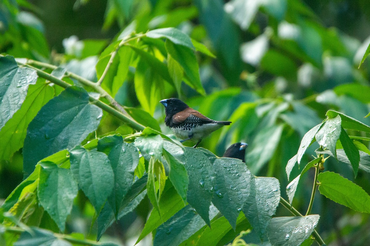 Чёрно-белая муния (nigriceps/woltersi) - ML647272300