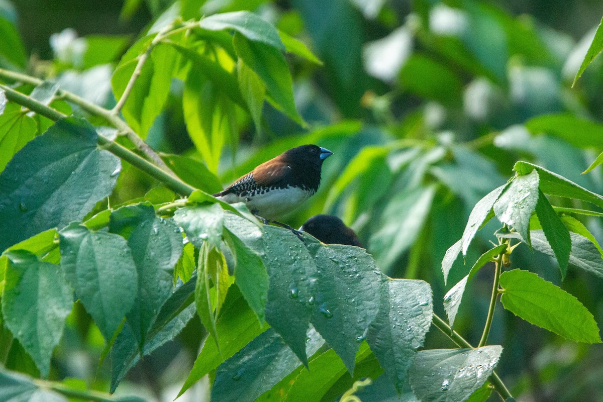 Чёрно-белая муния (nigriceps/woltersi) - ML647272301