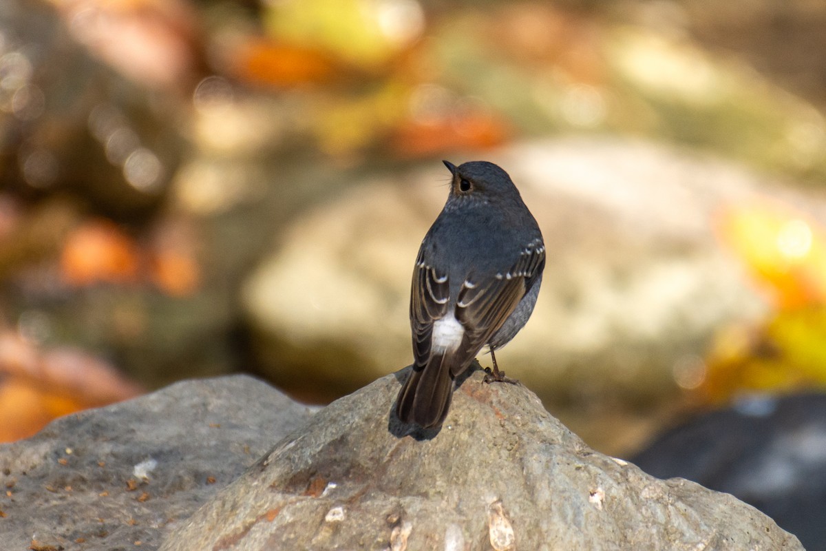 Plumbeous Redstart - ML647272307