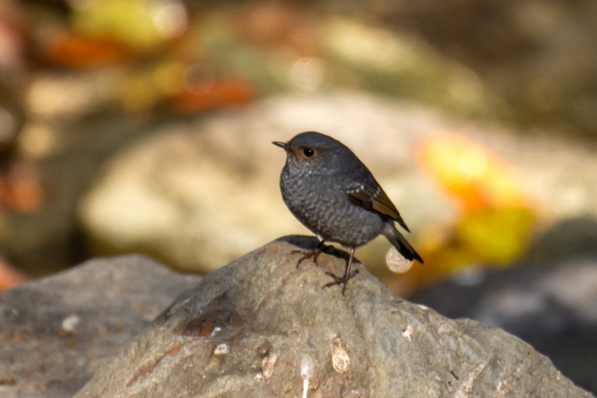 Plumbeous Redstart - ML647272308