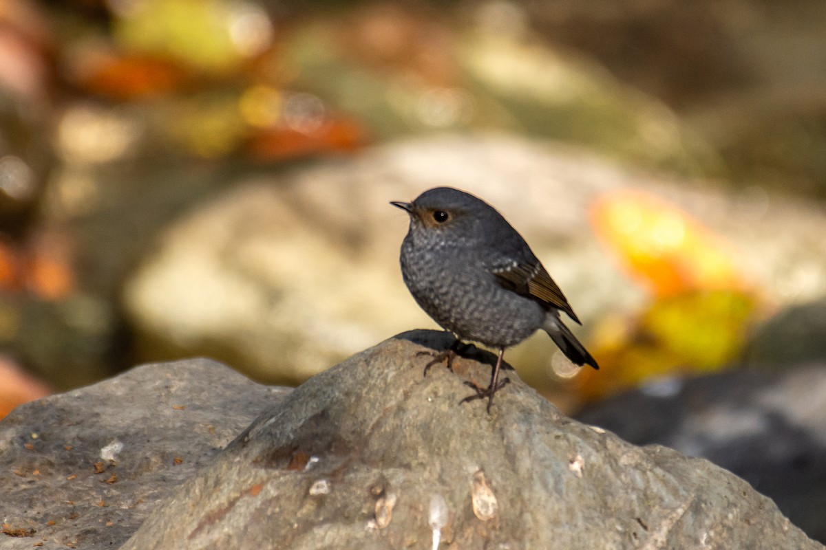 Plumbeous Redstart - ML647272309