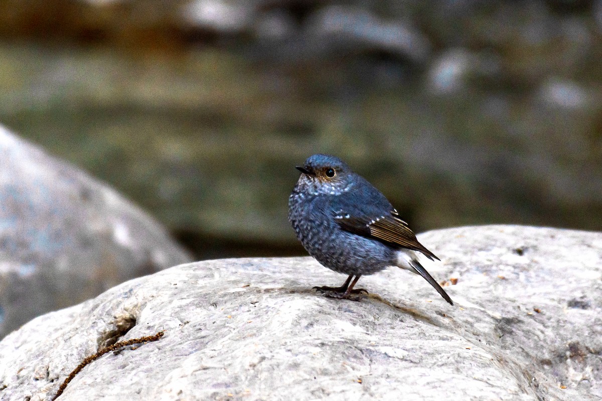 Plumbeous Redstart - ML647272310