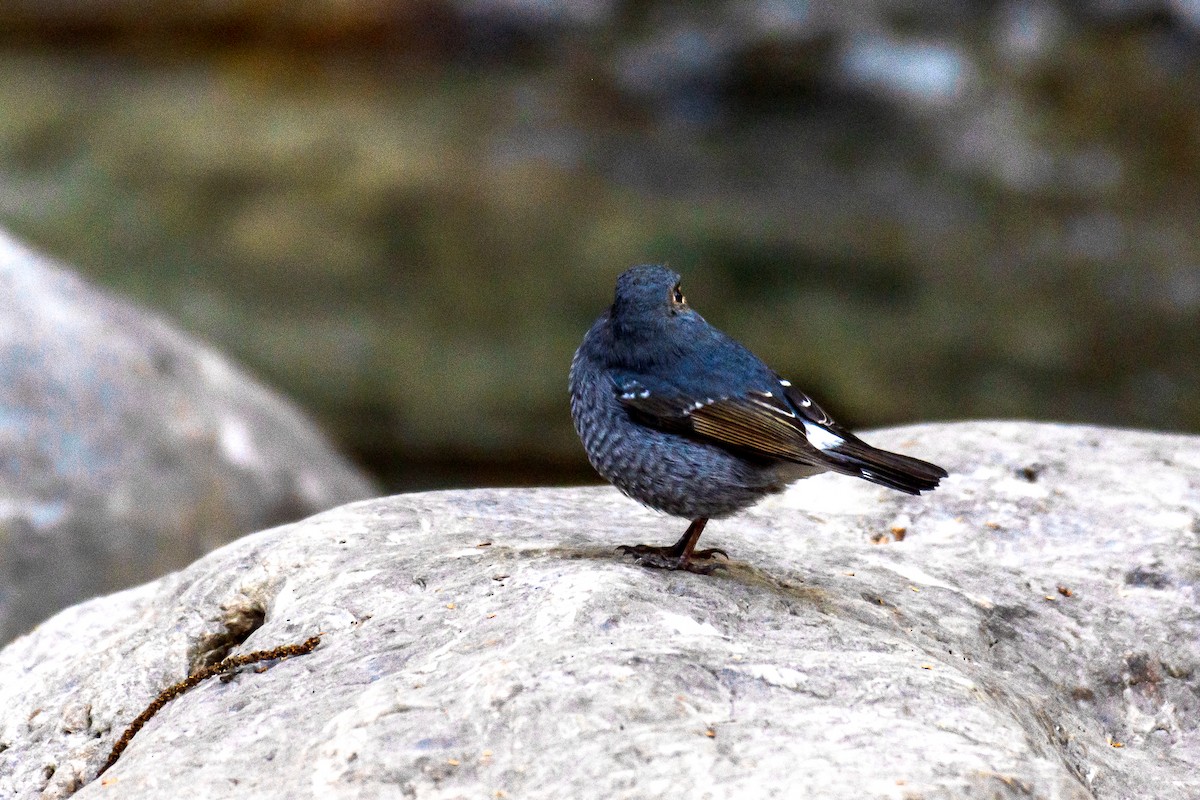 Plumbeous Redstart - ML647272311