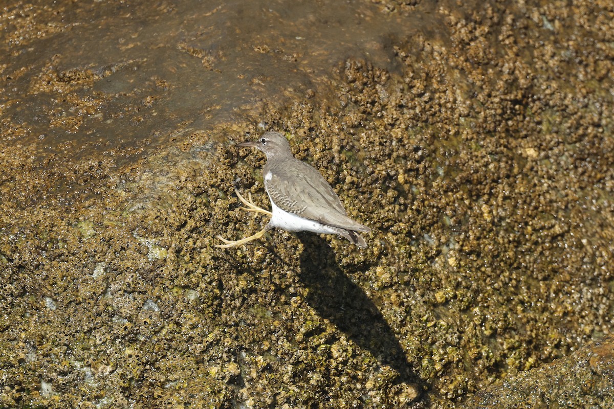 Spotted Sandpiper - ML647272312